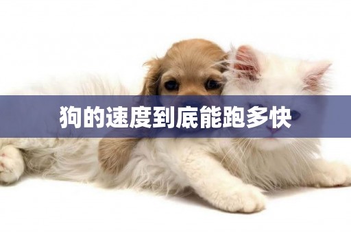狗的速度到底能跑多快