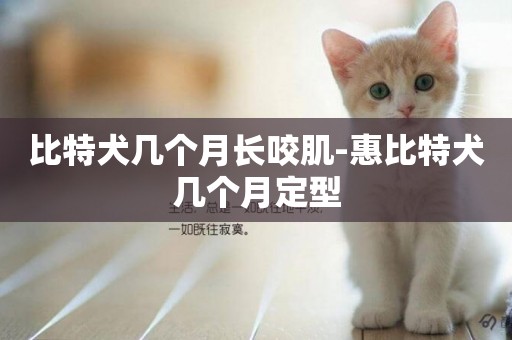比特犬幾個月長咬肌-惠比特犬幾個月定型