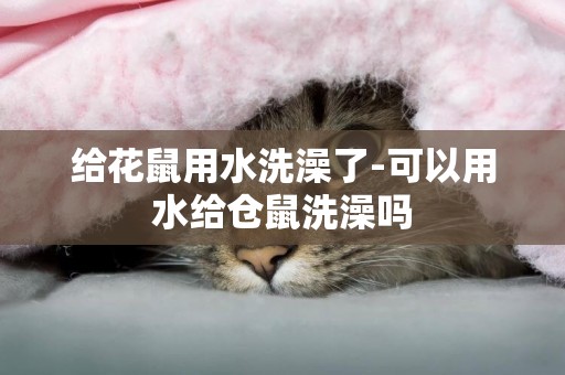 給花鼠用水洗澡了-可以用水給倉鼠洗澡嗎