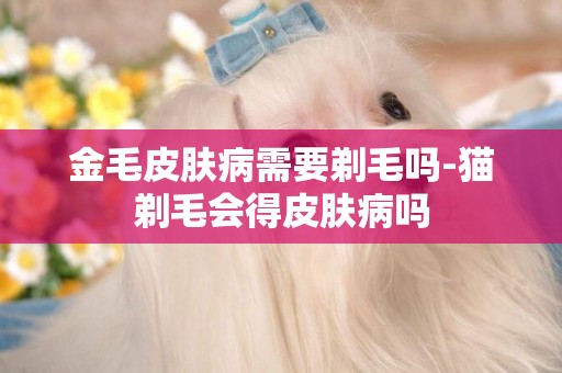 金毛皮膚病需要剃毛嗎-貓剃毛會得皮膚病嗎