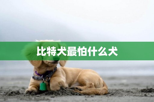 比特犬最怕什么犬