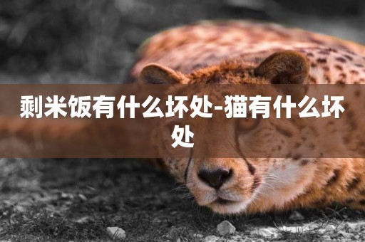 剩米飯有什么壞處-貓有什么壞處