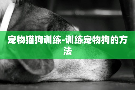 寵物貓狗訓練-訓練寵物狗的方法