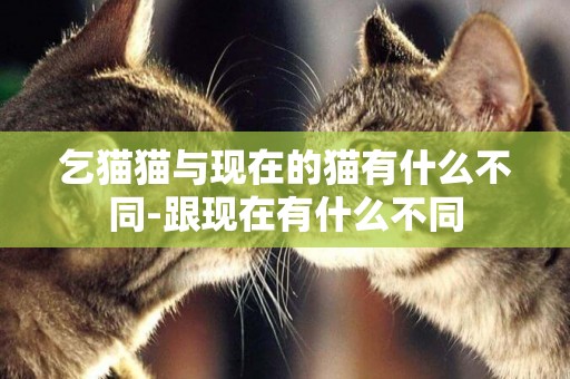 乞貓貓與現在的貓有什么不同-跟現在有什么不同
