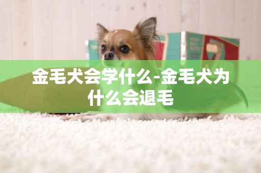 金毛犬會學什么-金毛犬為什么會退毛