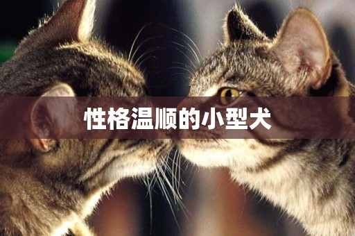 性格溫順的小型犬