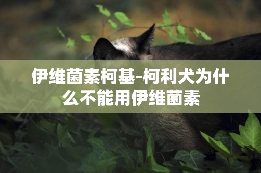 伊維菌素柯基-柯利犬為什么不能用伊維菌素