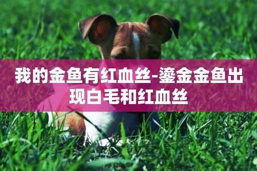 我的金魚有紅血絲-鎏金金魚出現白毛和紅血絲