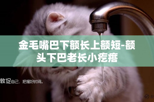金毛嘴巴下額長上額短-額頭下巴老長小疙瘩