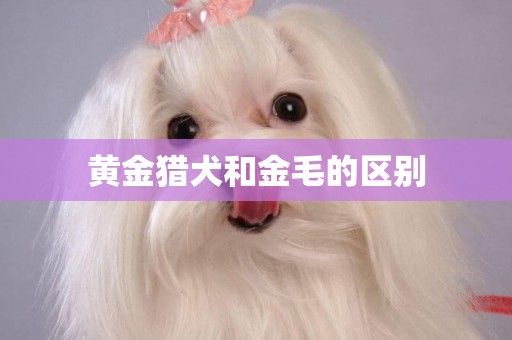 黃金獵犬和金毛的區別