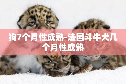 狗7個月性成熟-法國斗牛犬幾個月性成熟