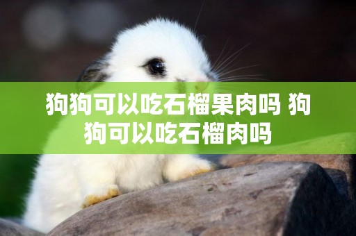 狗狗可以吃石榴果肉嗎 狗狗可以吃石榴肉嗎