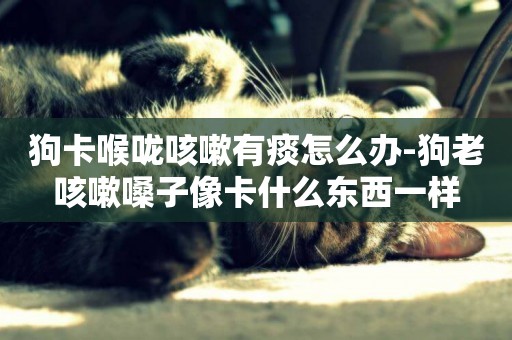 狗卡喉嚨咳嗽有痰怎么辦-狗老咳嗽嗓子像卡什么東西一樣