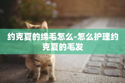 約克夏的綿毛怎么-怎么護理約克夏的毛發