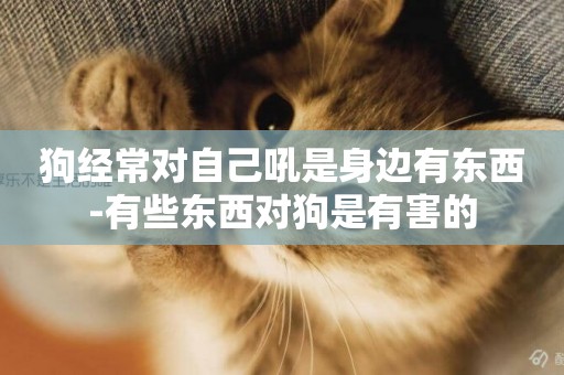 狗經常對自己吼是身邊有東西-有些東西對狗是有害的