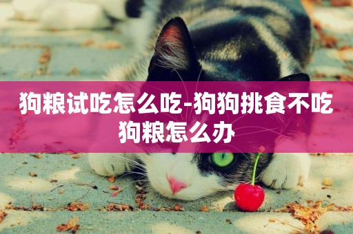 狗糧試吃怎么吃-狗狗挑食不吃狗糧怎么辦