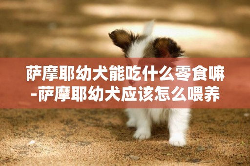 薩摩耶幼犬能吃什么零食嘛-薩摩耶幼犬應該怎么喂養