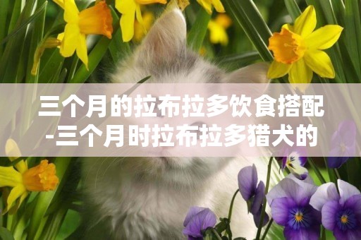 三個月的拉布拉多飲食搭配-三個月時拉布拉多獵犬的膳食標準