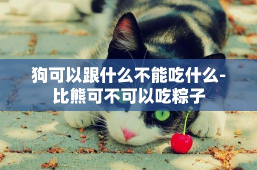 狗可以跟什么不能吃什么-比熊可不可以吃粽子