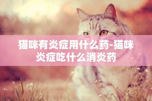 貓咪有炎癥用什么藥-貓咪炎癥吃什么消炎藥