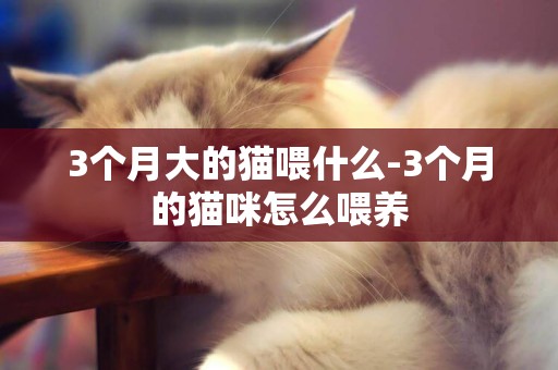 3個月大的貓喂什么-3個月的貓咪怎么喂養
