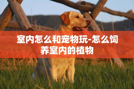 室內怎么和寵物玩-怎么飼養室內的植物