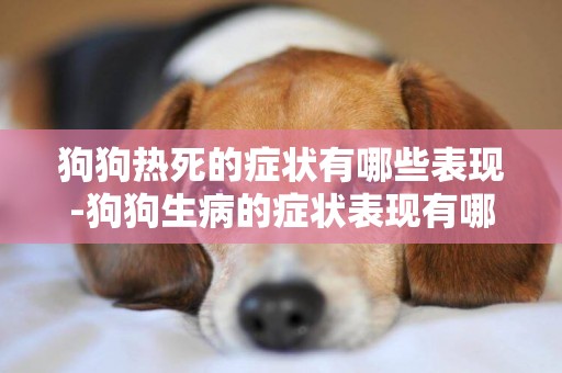 狗狗熱死的癥狀有哪些表現-狗狗生病的癥狀表現有哪些
