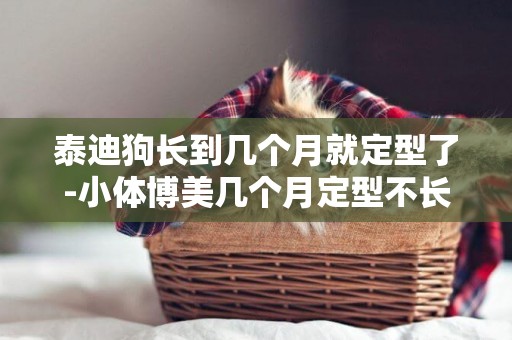 泰迪狗長到幾個月就定型了-小體博美幾個月定型不長了