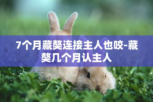 7個月藏獒連接主人也咬-藏獒幾個月認主人
