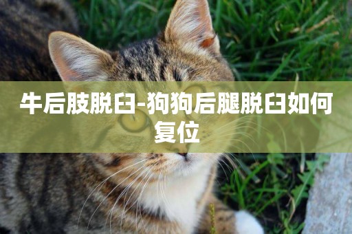 牛后肢脫臼-狗狗后腿脫臼如何復位