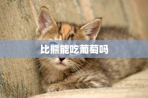 比熊能吃葡萄嗎