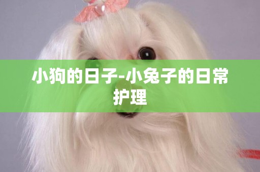 小狗的日子-小兔子的日常護理