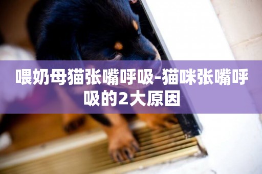 喂奶母貓張嘴呼吸-貓咪張嘴呼吸的2大原因
