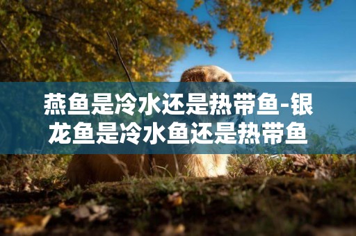 燕魚是冷水還是熱帶魚-銀龍魚是冷水魚還是熱帶魚