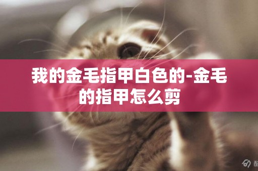 我的金毛指甲白色的-金毛的指甲怎么剪
