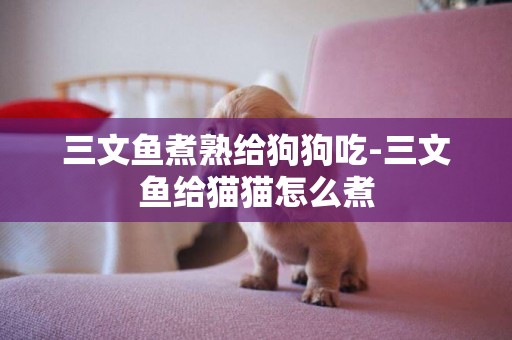 三文魚煮熟給狗狗吃-三文魚給貓貓怎么煮