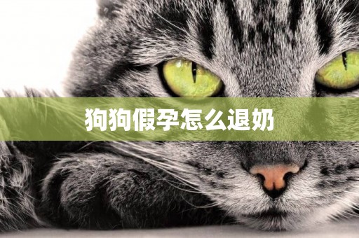 狗狗假孕怎么退奶
