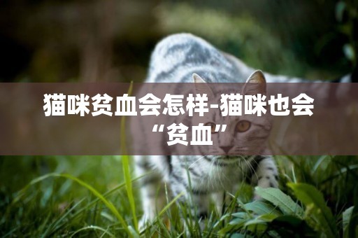 貓咪貧血會怎樣-貓咪也會“貧血”