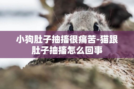 小狗肚子抽搐很痛苦-貓跟肚子抽搐怎么回事