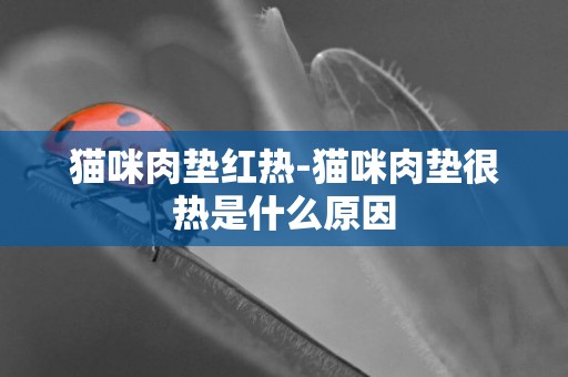 貓咪肉墊紅熱-貓咪肉墊很熱是什么原因
