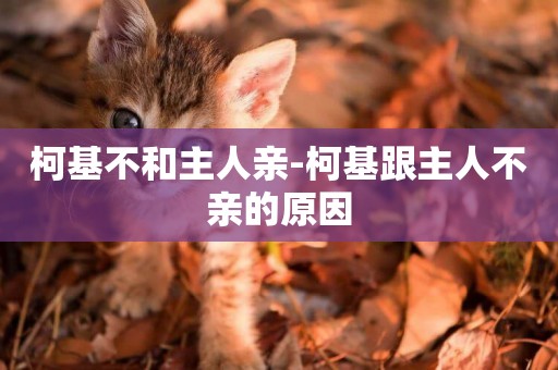柯基不和主人親-柯基跟主人不親的原因