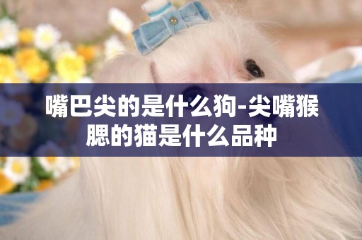 嘴巴尖的是什么狗-尖嘴猴腮的貓是什么品種