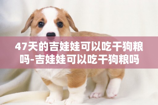 47天的吉娃娃可以吃干狗糧嗎-吉娃娃可以吃干狗糧嗎