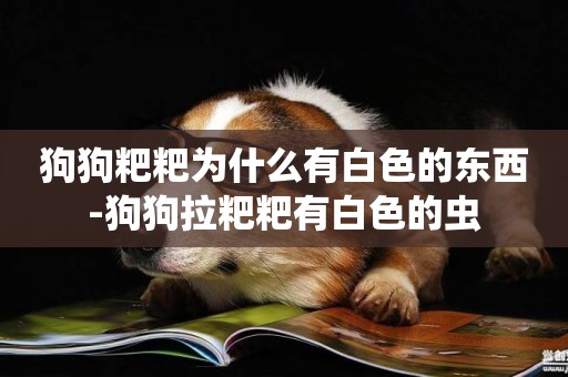 狗狗粑粑為什么有白色的東西-狗狗拉粑粑有白色的蟲