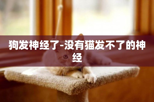 狗發神經了-沒有貓發不了的神經