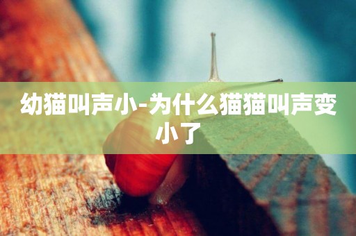 幼貓叫聲小-為什么貓貓叫聲變小了