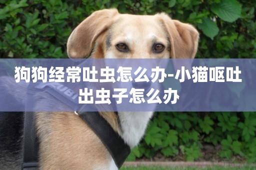 狗狗經常吐蟲怎么辦-小貓嘔吐出蟲子怎么辦