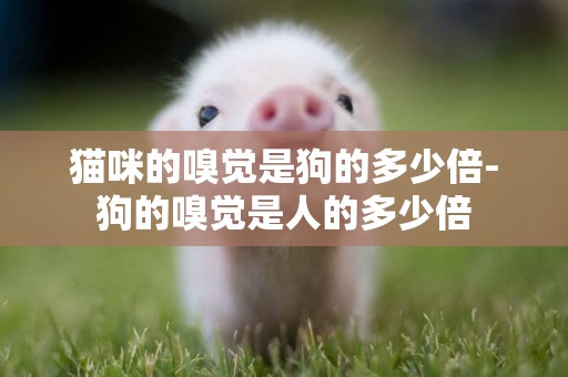 貓咪的嗅覺是狗的多少倍-狗的嗅覺是人的多少倍