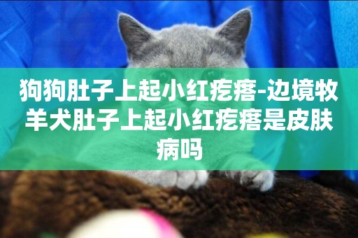 狗狗肚子上起小紅疙瘩-邊境牧羊犬肚子上起小紅疙瘩是皮膚病嗎