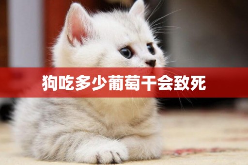 狗吃多少葡萄干會致死